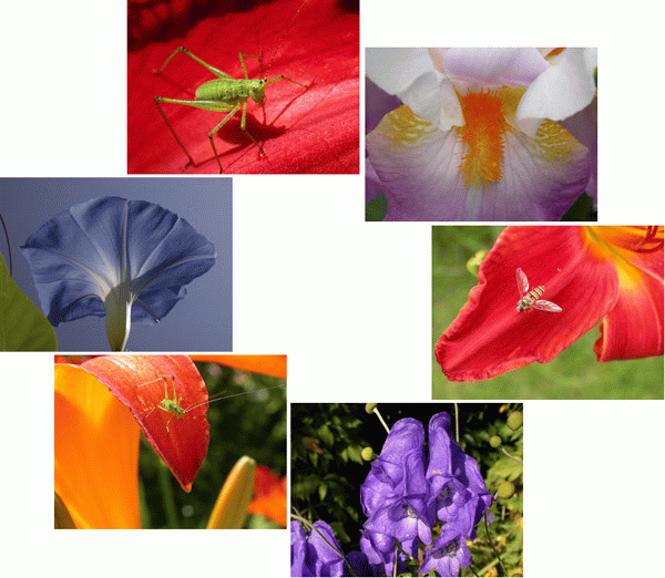 img1.gif (113208 octets)